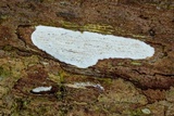 Dendrothele nivosa image