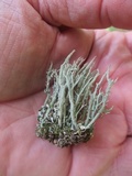 Cladonia scabriuscula image