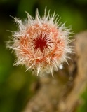 Microstoma floccosum image