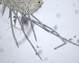 Microstoma floccosum image