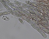 Microstoma floccosum image