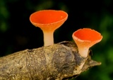 Sarcoscypha occidentalis image