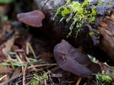 Auricularia americana image
