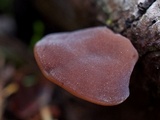 Auricularia americana image