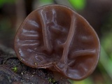 Auricularia americana image