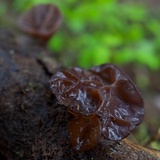 Auricularia americana image