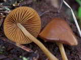 Conocybe semiglobata image