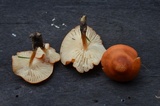 Marasmius aurantioferrugineus image