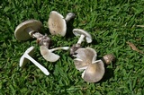 Amanita marmorata image