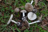 Amanita marmorata image