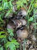 Coprinopsis romagnesiana image