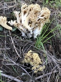 Ramaria rasilispora var. rasilispora image