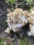 Ramaria rasilispora var. rasilispora image
