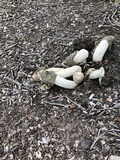 Phallus hadriani image