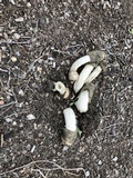 Phallus hadriani image
