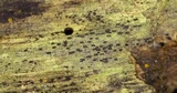Anteaglonium parvulum image