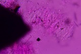 Anteaglonium parvulum image
