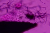 Anteaglonium parvulum image