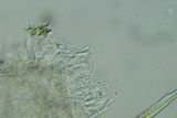 Anteaglonium parvulum image