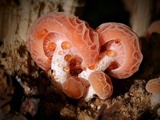 Rhodotus palmatus image