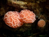 Rhodotus palmatus image