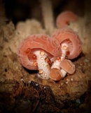 Rhodotus palmatus image