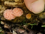 Rhodotus palmatus image