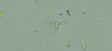 Image of Tripospermum camelopardus