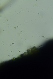Tripospermum camelopardus image