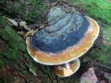 Fomitopsis mounceae image