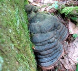 Fomitopsis mounceae image