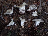 Hygrophorus subalpinus image