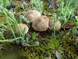 Inocybe perbrevis image
