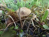 Inocybe perbrevis image
