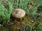 Inocybe perbrevis image