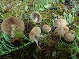 Inocybe perbrevis image