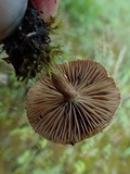 Inocybe perbrevis image