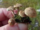 Inocybe perbrevis image