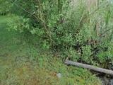 Inocybe perbrevis image