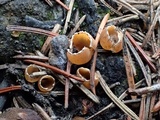 Geopyxis carbonaria image