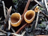 Geopyxis carbonaria image