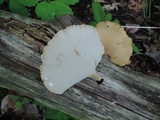Polyporus leptocephalus image
