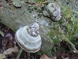 Fomes excavatus image