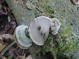 Fomes excavatus image