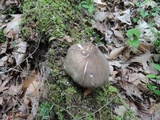 Megacollybia rodmanii image