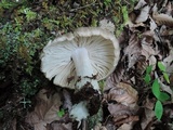 Megacollybia rodmanii image