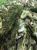Megacollybia rodmanii image