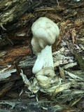 Megacollybia rodmanii image
