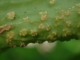 Puccinia ornatula image