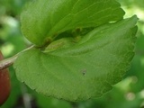 Puccinia ornatula image